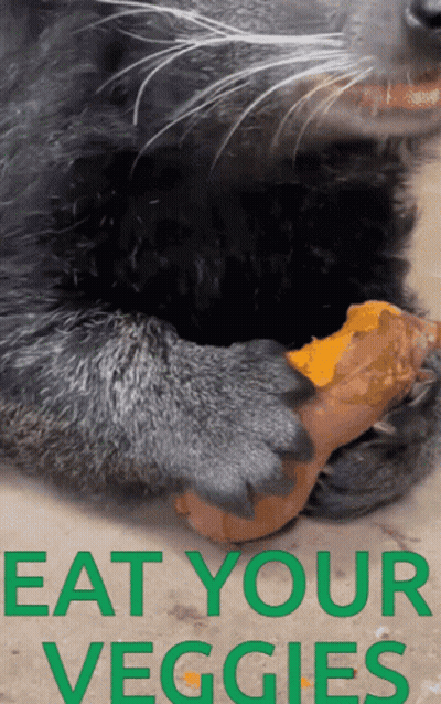 Eat Your Veggies Cat Poster GIF