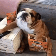 Eating Bulldog Can I Help You GIF
