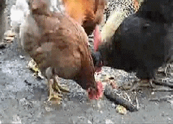 Eating Chicken Shocked GIF