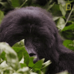 Eating Close Gorilla Encounter GIF