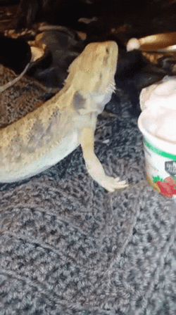 Eating Cream Bearded Dragon GIF