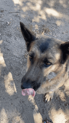 Eating German Shepherd GIF