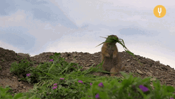 Eating Healthy Prairie Dog GIF