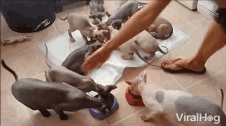 Eating Lunch Feasting GIF