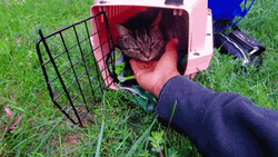 Eating Moving Cat On Hand  GIF