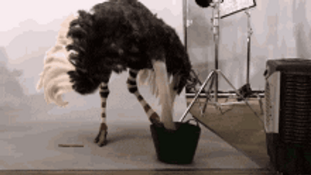 Eating Ostrich Covering Its Face With Wings GIF