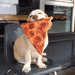 Eating Pizza Ptsd Dog GIF