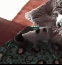 Eating Twerking Dog  GIF