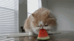 Eating Watermelon Cat Munch GIF