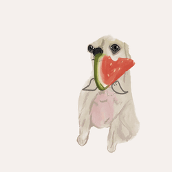 Eating Watermelon Chihuahua Yum GIF