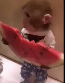 Eating Watermelon Funny Monkey GIF