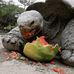 Eating Watermelon Galapagos Tortoise GIF