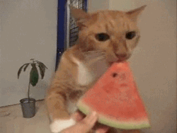 Eating Watermelon Human Feed Cat GIF