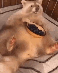 Eating White Raccoon GIF