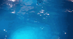 Eddie The Sheep Swimming In The Pool GIF