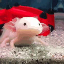 Edited Photos Of Crazy Axolotl GIF