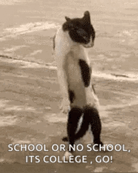 Education College Funny Cat Dancing GIF