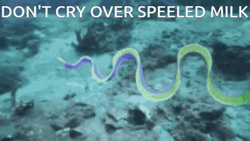Eel Don't Cry Over Speeled Milk GIF