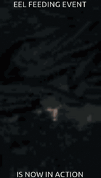 Eel Feeding Event Now In Action GIF