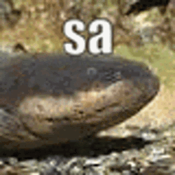 Eel Sa Bru I'm Electrifying GIF