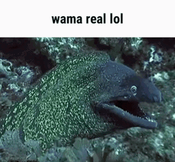 Eel Wama Real Lol GIF