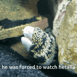 Eel Was Forced To Watch Hetalia GIF