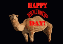 Eerie Black Hump Day Camel GIF