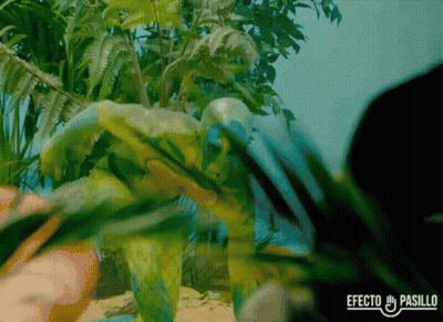 Efecto Pasillo Text GIF