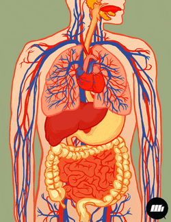 Efficient Circulatory System Function GIF