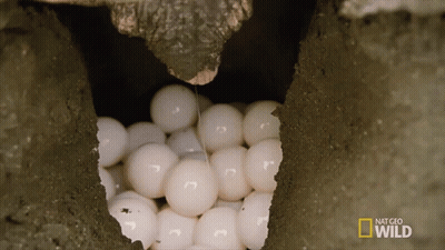 Eggs In Hole Saying Nat Geo Wild GIF