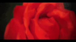 Egirl Dwarf Rose Flower GIF