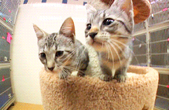 Egyptian Mau Cat Crying In Cage GIF