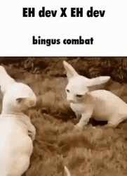 Eh Bald Devon Rex Kitties Fighting GIF