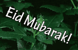 Eid Mubarak Budding Rose