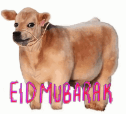 Eid Mubarak Cattle Animal