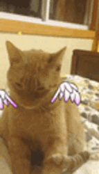 El Gato Meme Cat Angel GIF