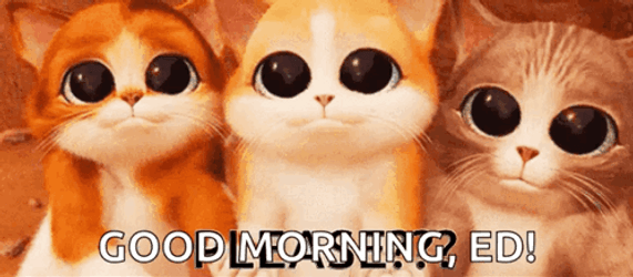 El Gato Meme Shining Big Eyes GIF