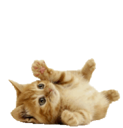 El Gato Sticker GIF