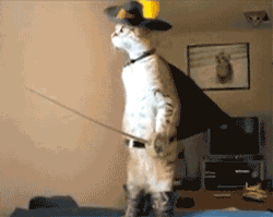 El Salvador Cat GIF
