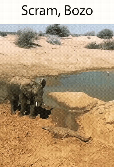 Elephant And Crocodile Near Water Saying Scram Bozo GIF