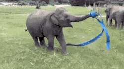 Elephant Crazily Moving