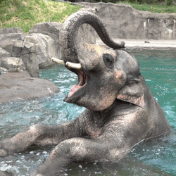 Elephant Eating Watermelon GIF