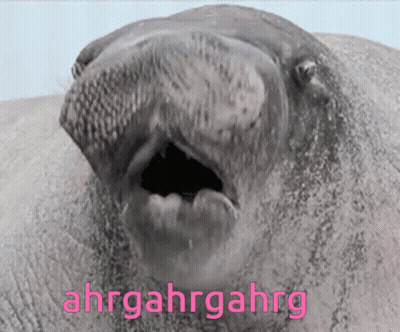 Elephant Face With Pink Ahrgahrgahrg GIF