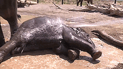 Elephant Getting Up