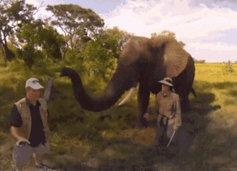 Elephant Hat GIF