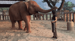 Elephant Hugging A Woman