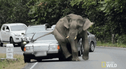 Elephant Itchy Bottom GIF