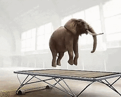 Elephant Jumping Boing Trampoline GIF