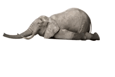 Elephant Lying On Back I Love Siesta Sticker