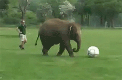 Elephant Playing Soccer